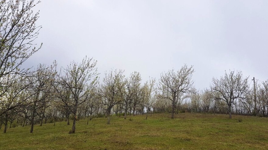 Oprez: I ove sedmice prizemni mrazevi