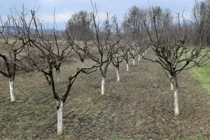 Period mirovanja usjeva protiče u povoljnim vremenskim uslovima