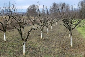 Povoljni uslovi za ozimine, kišovito i bez mraza