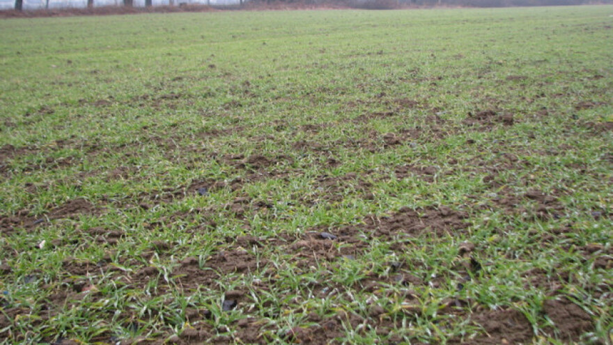 Svakodnevne padavine za optimalne uslove ozimine