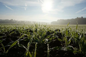 Golomrazica prijeti površinama bez snijega