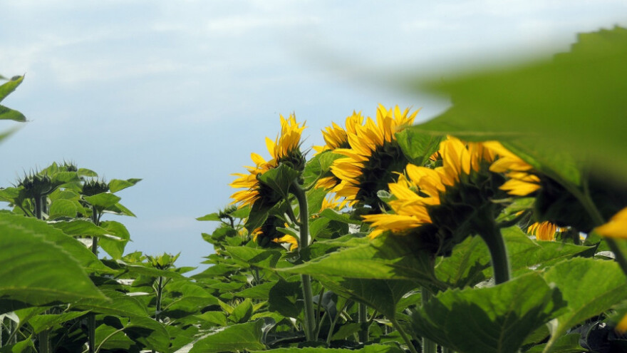 Umjereno oblačno, povremeno pljuskovito i vruće