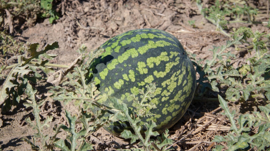 Vrijeme savršeno za bolesti lišća i plodova