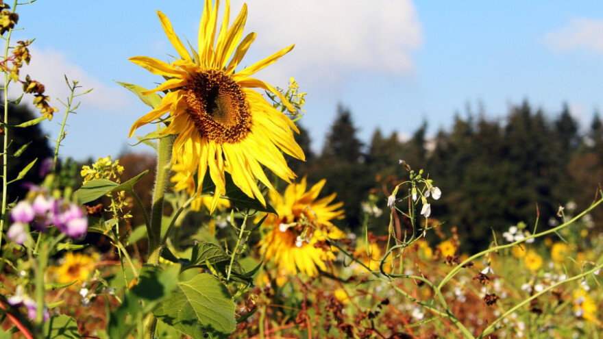 Živa opet preko 40°C, mogući grmljavine i pljuskovi