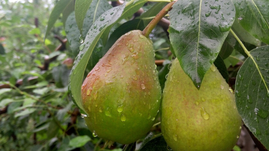 Za vikend kiša i jak vjetar, moguć i grad