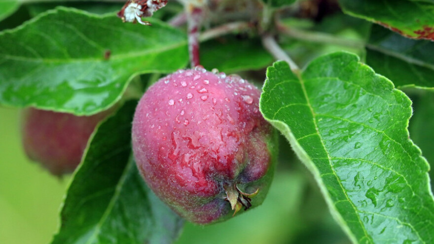 Padavine popravile stanje zaliha vlage u tlu