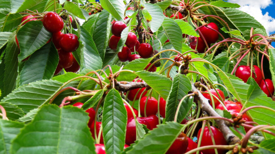 Sunčano uz oblačnost i lokalne pljuskove