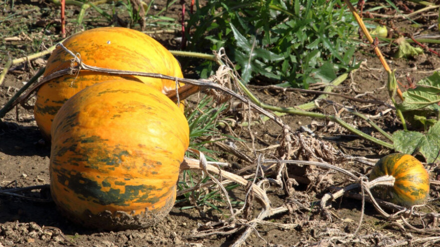 Do petka pretežno sunčano u cijeloj zemlji