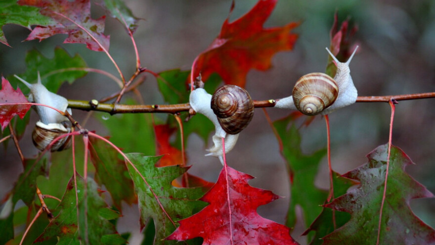 Sve više kiše početkom iduće sedmice
