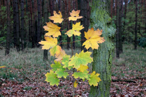 Miš maš za kraj novembra
