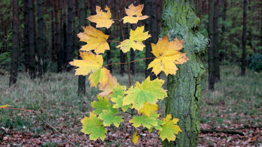 Miš maš za kraj novembra