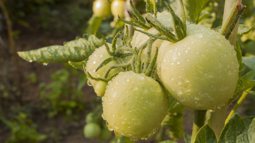 Kiša i pljuskovi će ometati poljske radove