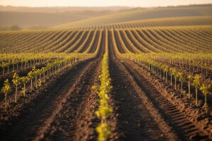 Program podizanja trajnih nasada 2008.-2012.