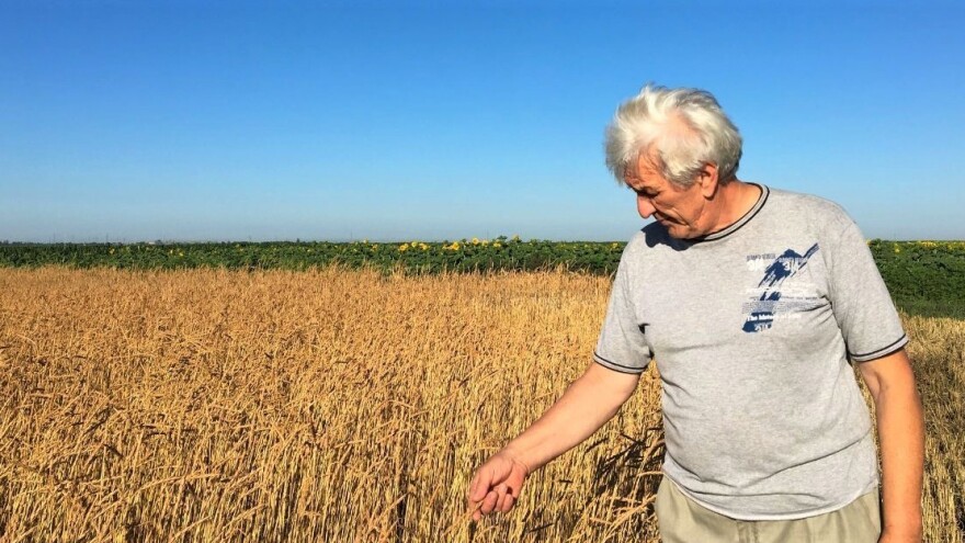 Čemu mogu da se nadaju proizvođači spelte nakon žetve?