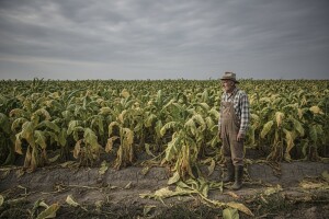 Proizvođači duhana ostali bez poticaja