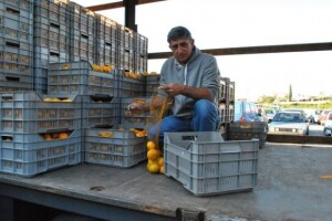 Mandarine umjesto zarade donijele štetu