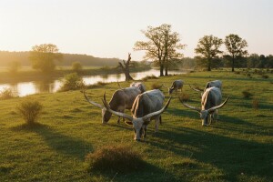 Proizvođači žele spasiti poplavni pašnjak Gajna!