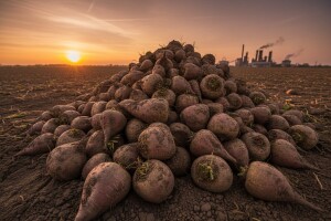 Proizvodna kvota šećerne repe