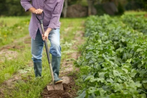 Uzgoj biljaka bez pesticida