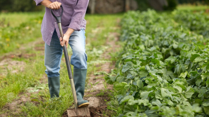 Uzgoj biljaka bez pesticida