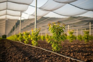 Proizvodnja bezvirusnih sadnica trešnje