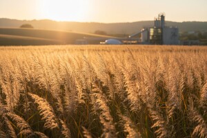 Proizvodnja biodizela iz biljke Miscanthus