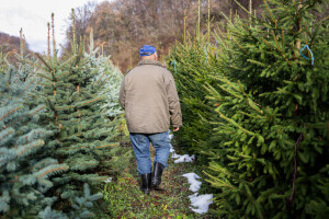 Birate prirodnu jelku za praznike? Evo cena, ali i saveta kako da što duže traje
