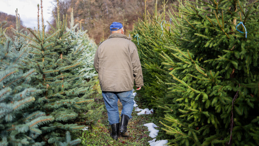 Birate prirodnu jelku za praznike? Evo cena, ali i saveta kako da što duže traje