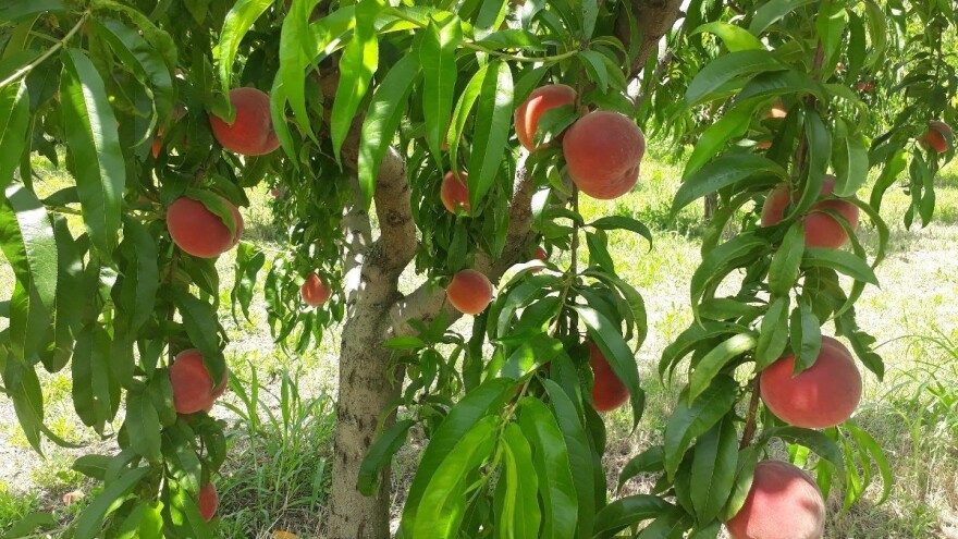 Breskve: Odlični prinosi bez kapi vode navodnjavanja?