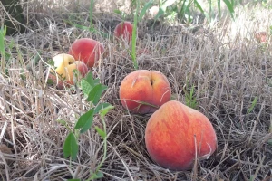 Prvo čips, sad breskve - da li koristimo zabranjene pesticide?