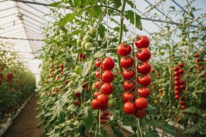 Proizvodnja cherry rajčica
