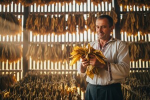 Proizvodnja duhana ima perspektivu