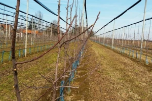 Prevencija: U manjim voćnjacima prekrečiti stabla, u većim primeniti antifrost