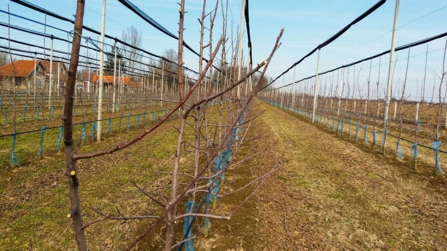 Prevencija: U manjim voćnjacima prekrečiti stabla, u većim primeniti antifrost