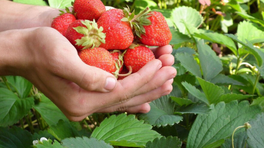 Rekordna proizvodnja jagoda u zadnjih 26 godina