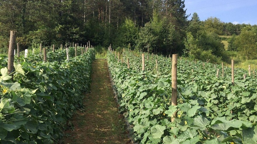 Poljoprivrednici traže izvoz kornišona i vikendom ili će blokirati granice!