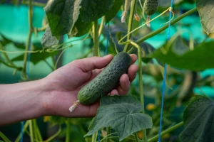 7 koraka u proizvodnji krastavaca: Evo kako dobiti otpornu biljku bez gorkih plodova