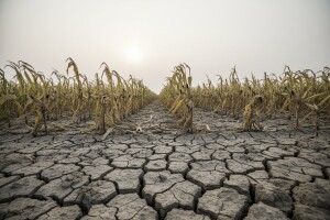 Proizvodnja kukuruza potonula 22 posto