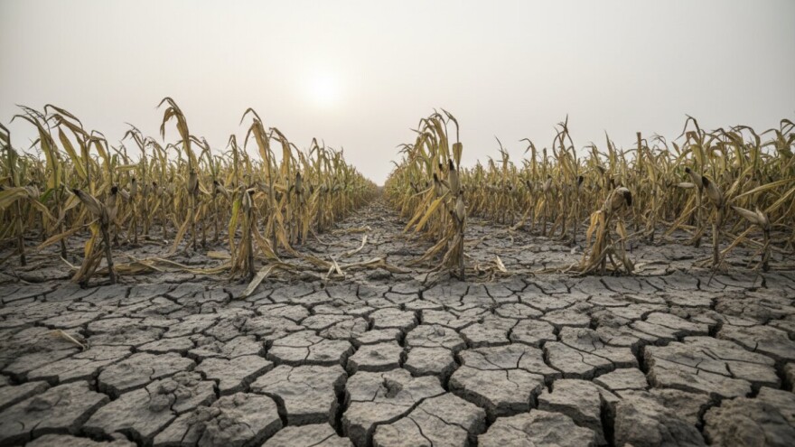 Proizvodnja kukuruza potonula 22 posto