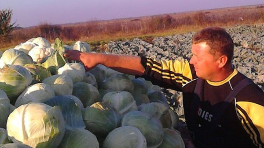 U Sremu povrće zamenjuje ratarske kulture