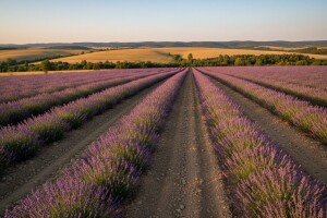 Proizvodnja lavande - gdje i zašto?
