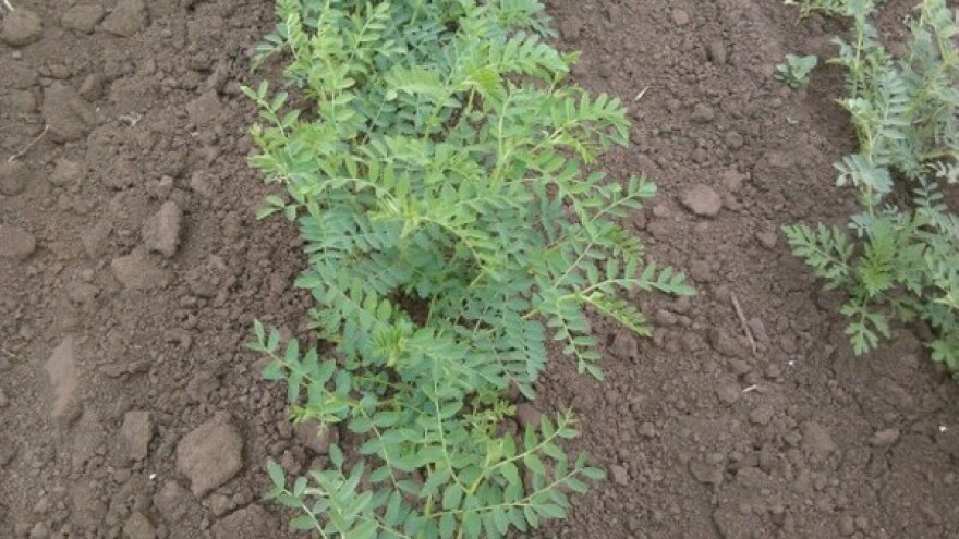 Leblebija - retka biljka na srpskim njivama