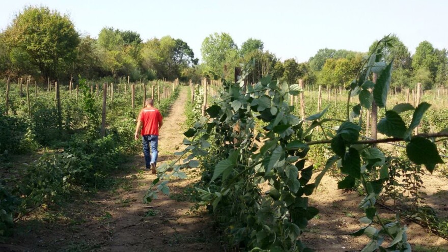 Neisplativa proizvodnja krči malinjake po Srbiji