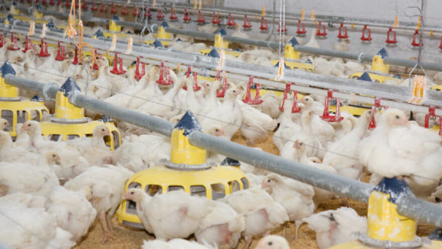 Problemi u stočarstvu, živinarima sve bolje