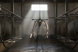 Proizvodnja mlijeka pala više od 12 posto