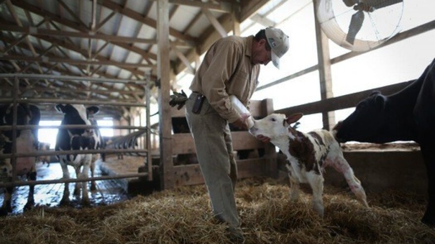 Nešto manje prikupljenog mlijeka u lipnju