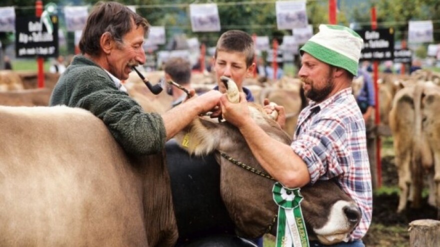 Prijeti li nam nestašica mlijeka?