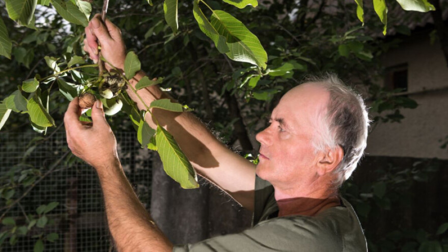 Najmanja proizvodnja oraha u zadnjih 26 godina!