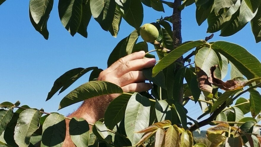 Velike količine oraha očisti lako i do deset puta brže nego ručno