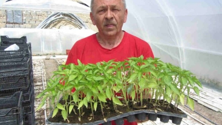 Rana paprika nedovoljna za profit